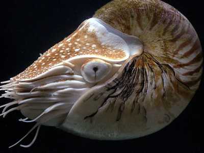 Potrebbero addirittura esistere specie non ancora conosciute dall�uomo? Beh � quello che � avvenuto con il Nautilus, il cosiddetto �fossile vivente�. Si tratta di un genere di mollusco cefalopode tetrabranchiato, considerato estinto sino al 1829, anno in cui fu avvistato, vivo, nell�Oceano Indiano (Foto di Hans Hillewaert)